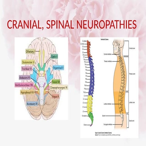 5th and 7th cranial nerves (haneen) (1).pdf