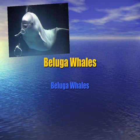 Beluga Whales