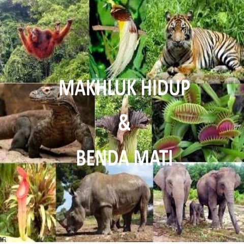 BENDA HIDUP dan BENDA MATI.pptx