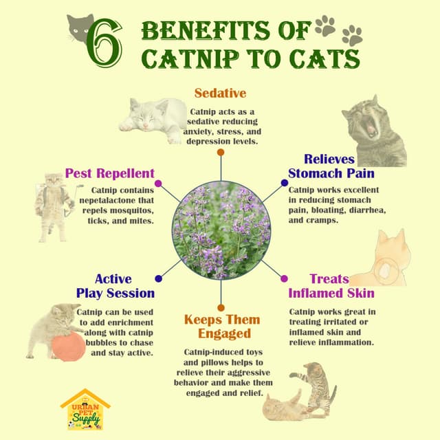 Catnip Health Benefits | Catnip Effects For Dogs – LSWE