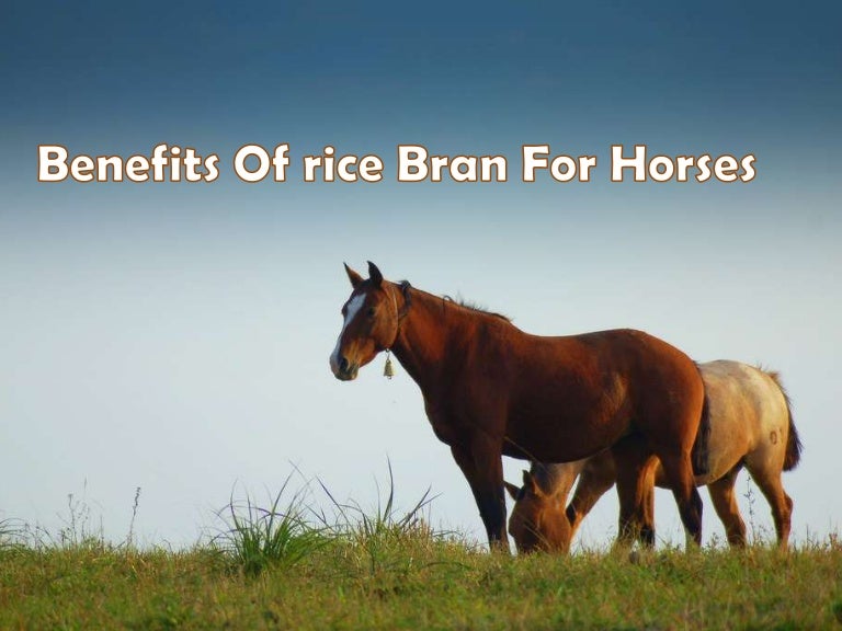 Benefits of Rice Bran for Horses