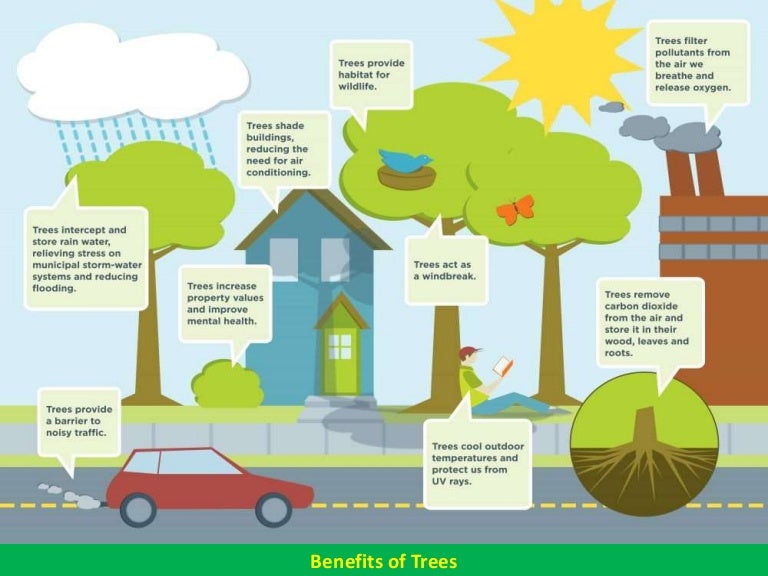 Benefits of Trees Social, Communal, Environmental, Economic