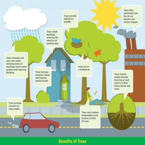 Benefits of Trees: Social, Communal, Environmental, Economic