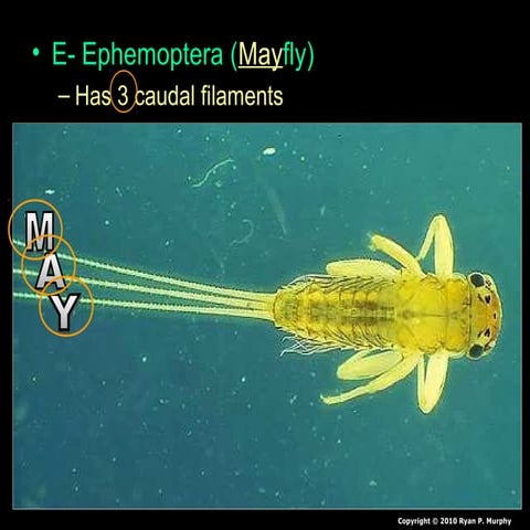 Benthic Macroinvertebrates Lesson PowerPoint, Water Quality, Insects