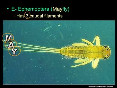 Benthic Macroinvertebrates Lesson PowerPoint, Water Quality, Insects