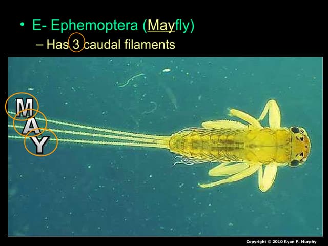 Benthic Macroinvertebrates Lesson PowerPoint, Water Quality, Insects