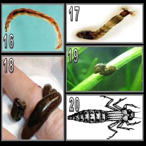Name that Benthic Macroinvertebrates Quiz, Aquatic Insects
