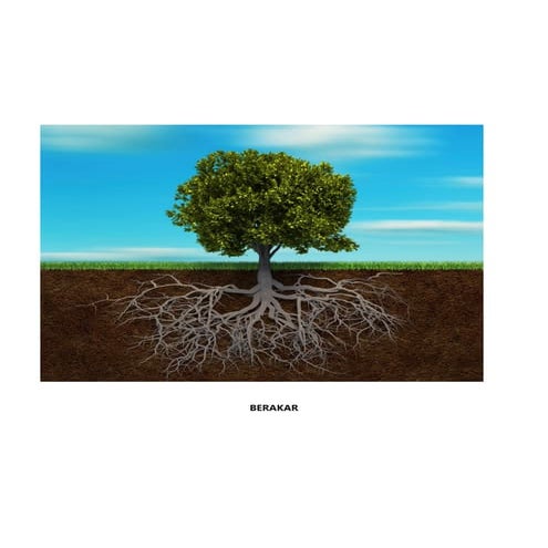 Berakar