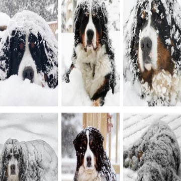Berners in the Snow