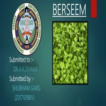 Berseem fodder crop production