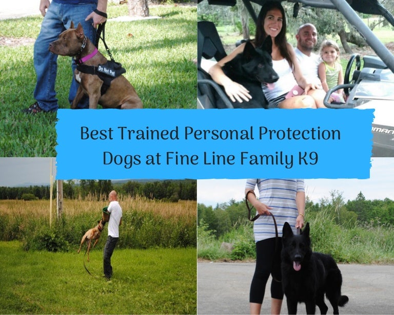 Netcominfotech Already Trained Dogs For Sale Netcominfotech Pet