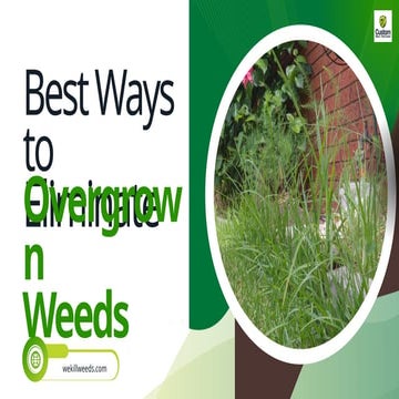 Best Ways to Eliminate Overgrown Weeds - Phoenix Weed Control
