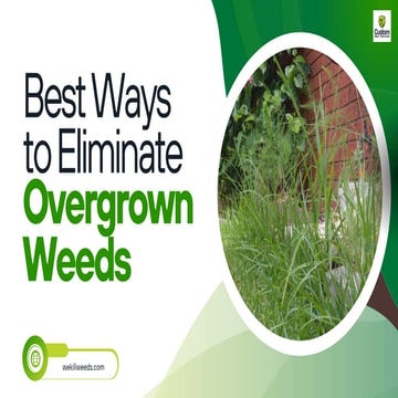 Best Ways to Eliminate Overgrown Weeds - AZ Weed Control