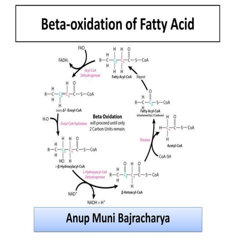 Beta oxidation of fatty acid