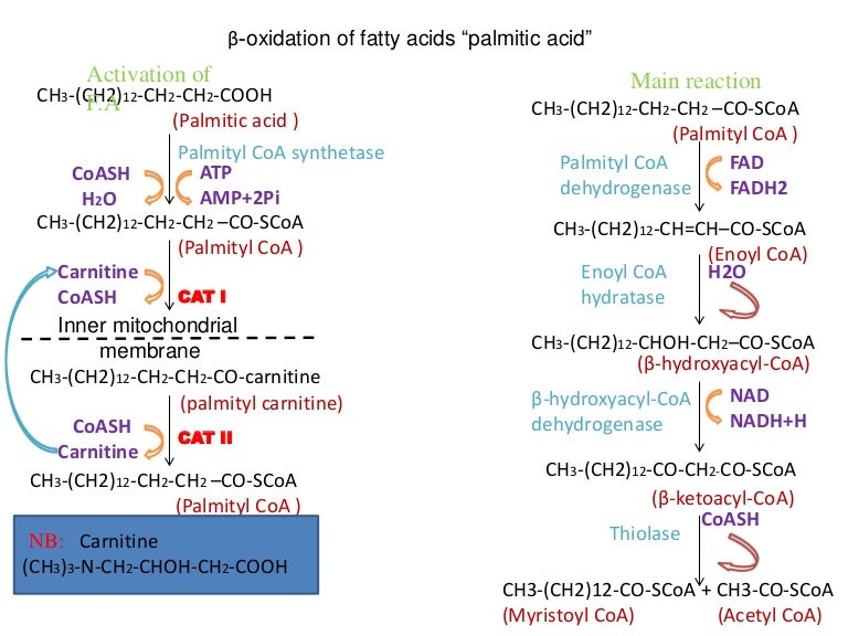 Beta oxidation of fatty acids.