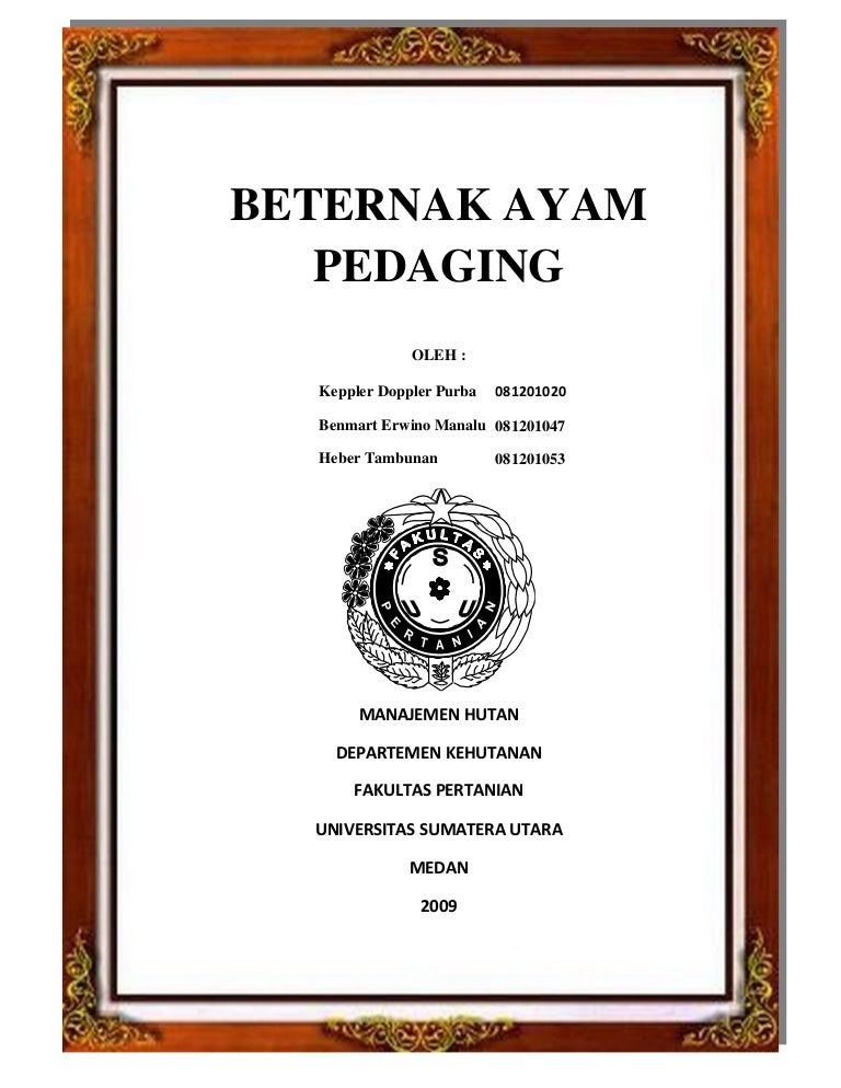 Beternak Ayam Pedaging