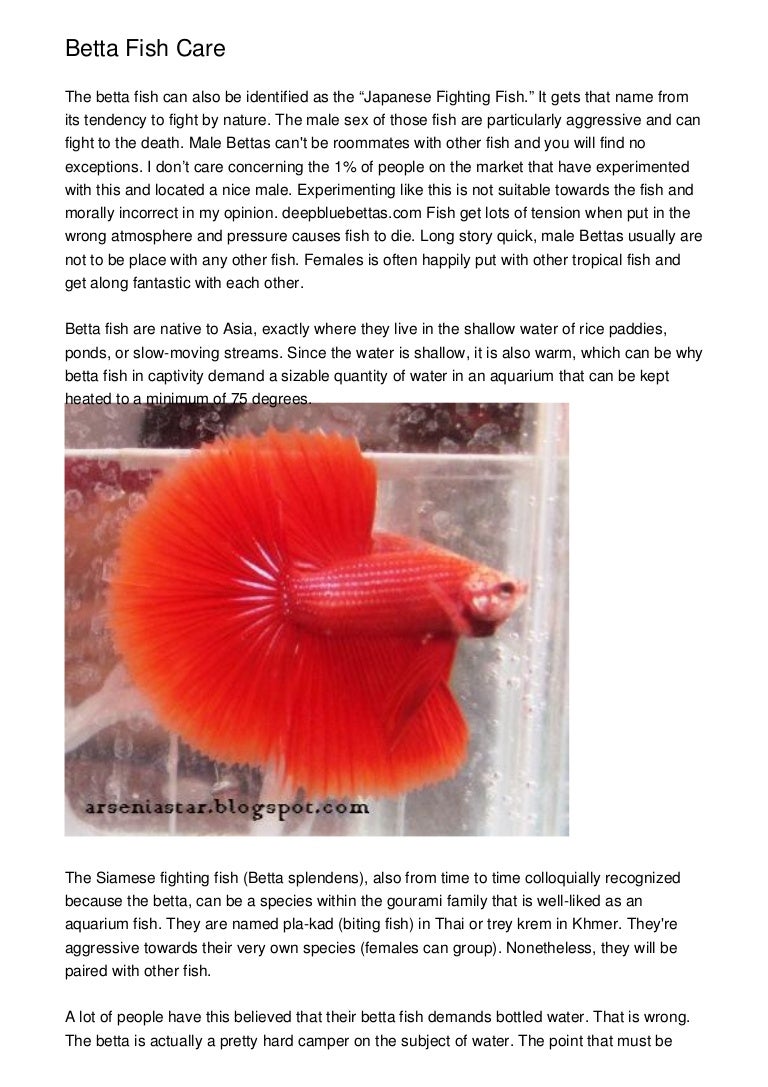 betta splendens care