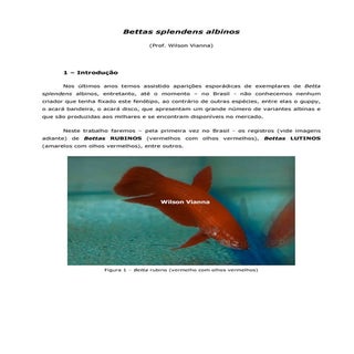 Betta splendens albino