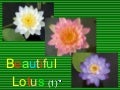 Beuatiful Lotus (1)