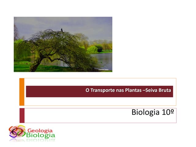 Bg18   transporte nas plantas - sei...