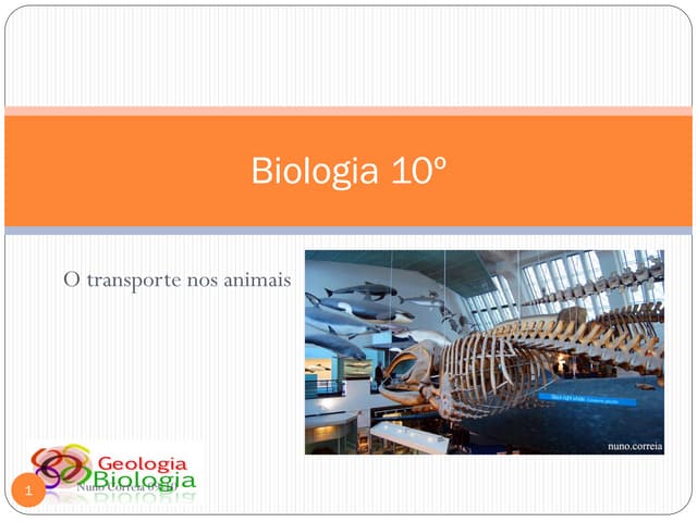 Bg20    transporte nos animais