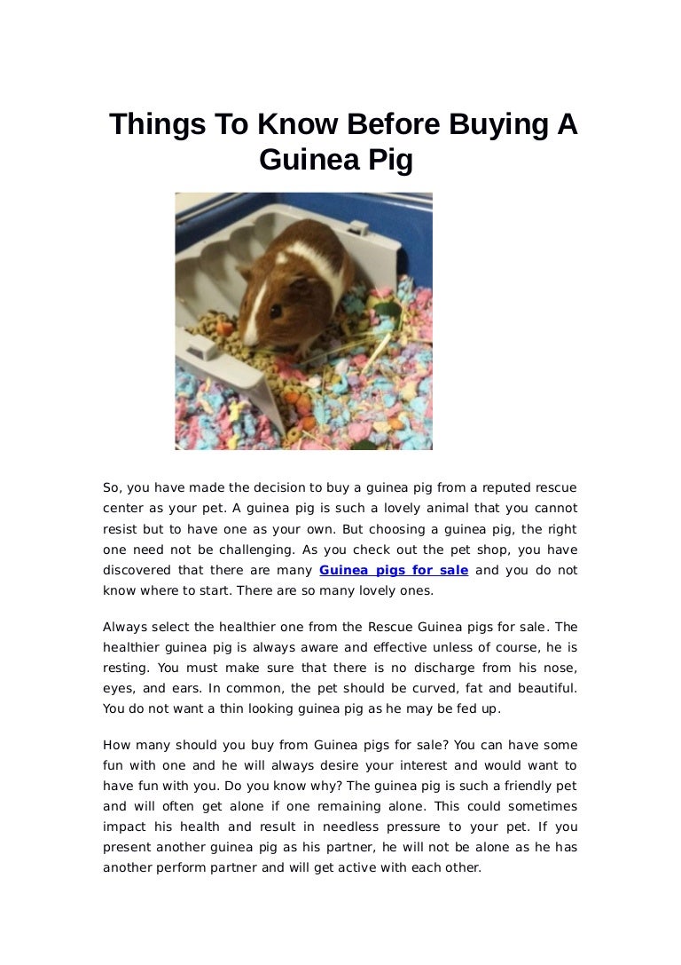 things to know before getting a guinea pig