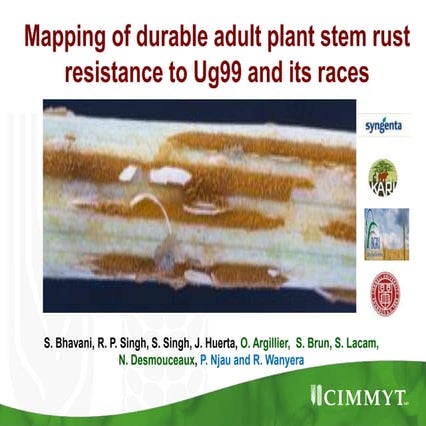 Mapping of durable adult plant stem rust resistance to Ug99 and its races