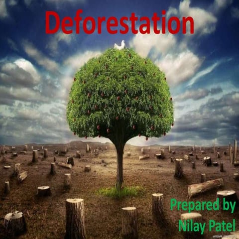 deforestation
