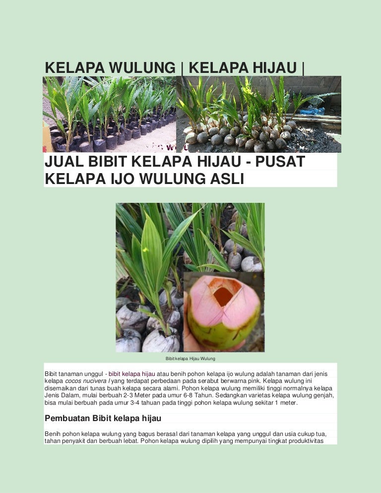 Pohon Kelapa Hijau Wulung