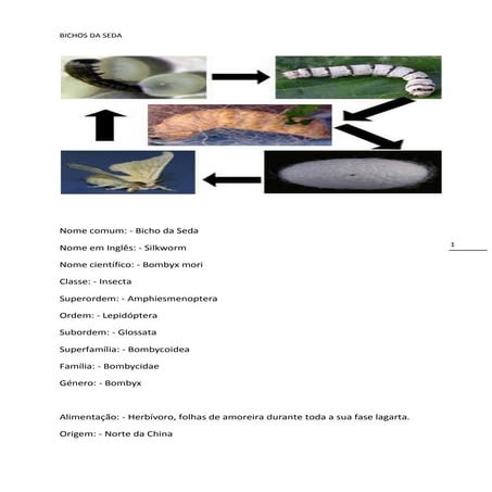 Bichos da seda