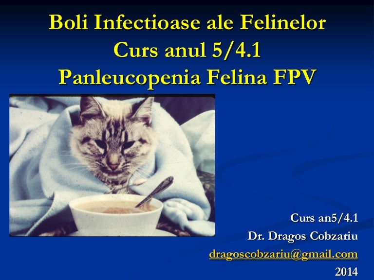 Hiperextensie carpică la pisici | Bolile și condițiile pisicilor