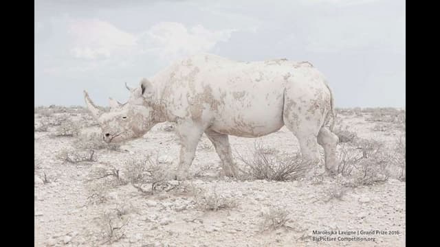 Big Picture Natural World Photograp...