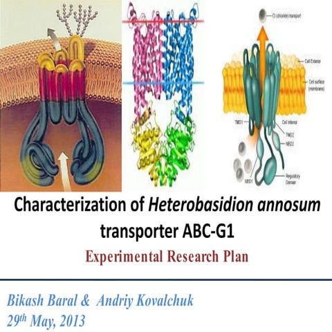 ABCG transporters characterization