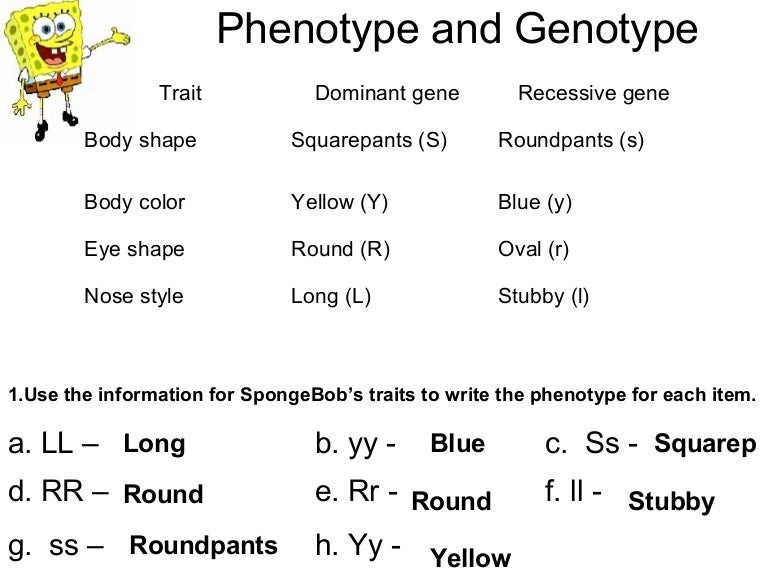 Bikini Bottom Genetics Practice 4 02 Answers