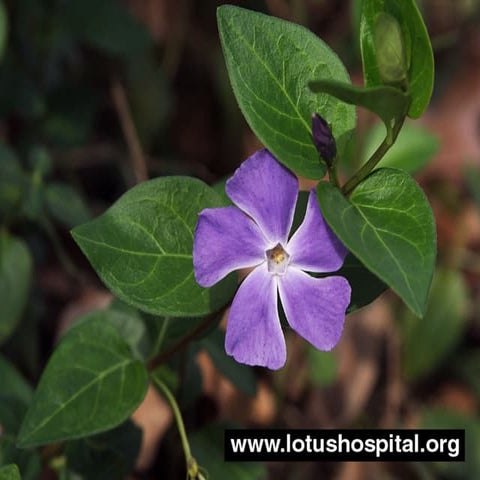 Bile duct injury during laparoscopic cholecystectomy