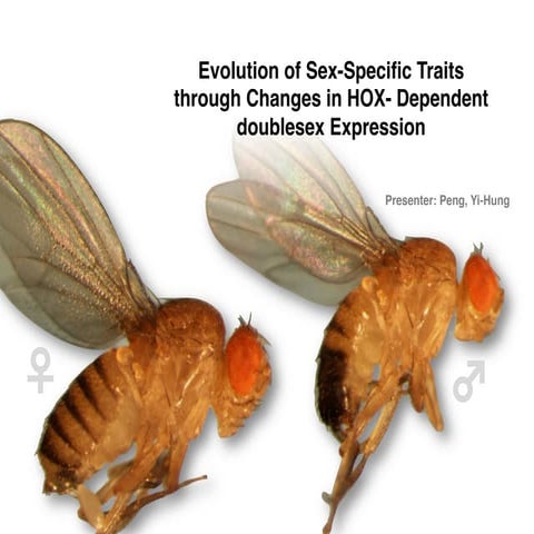 Evolution of sex specific traits through changes in hox dependent doublesex e...