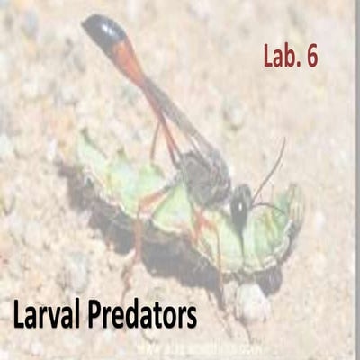 predators and parasites as biological control.pptx