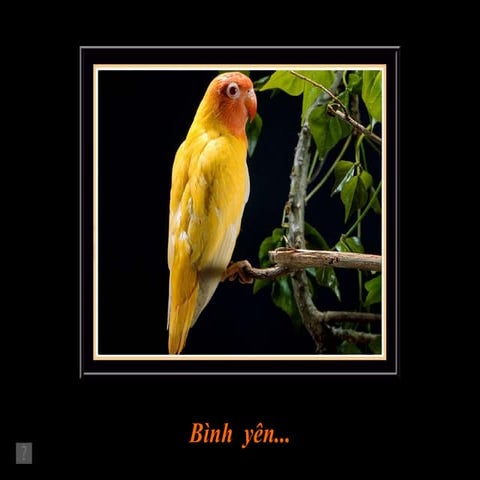 Peace - Binh yen