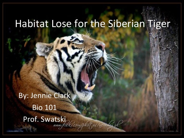 Habitat Loss for the Siberian Tiger