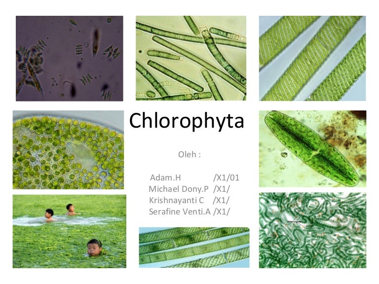 Biology Chlorphyta