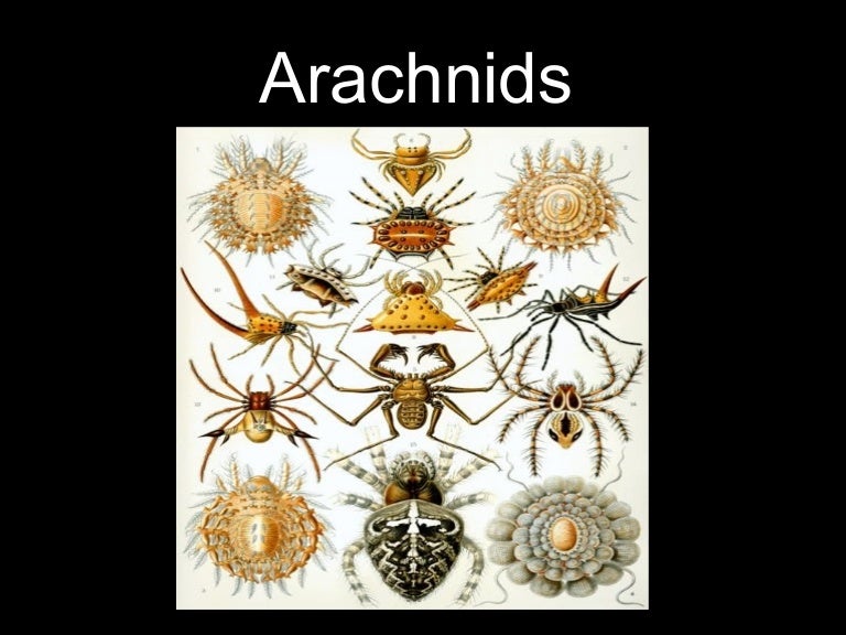 Arachnids Examples