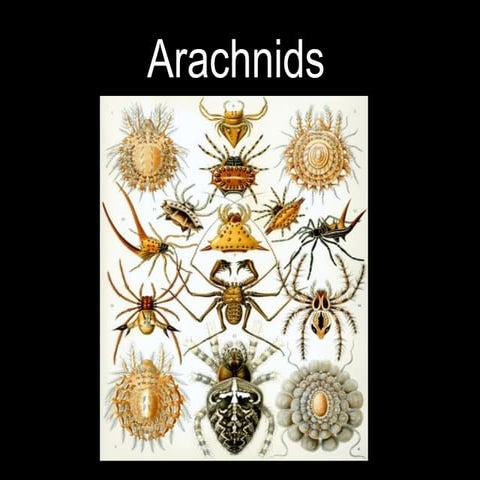Arachnids