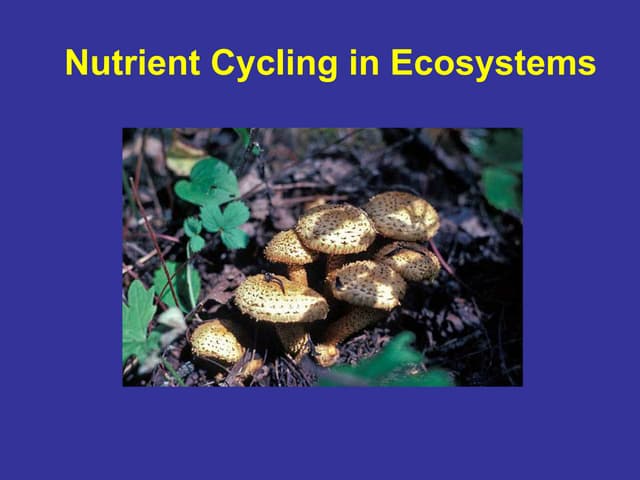 Biogeochemical cycles 