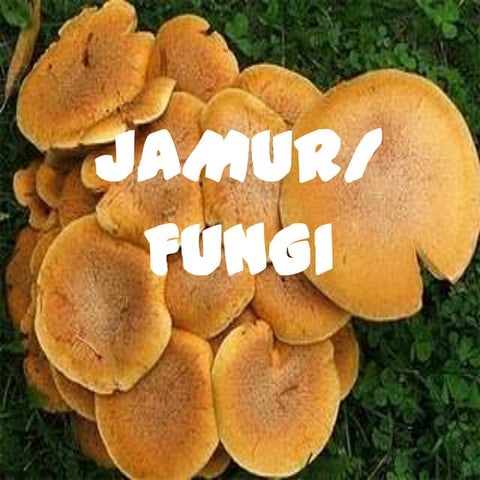 Bio jamur | PPTX