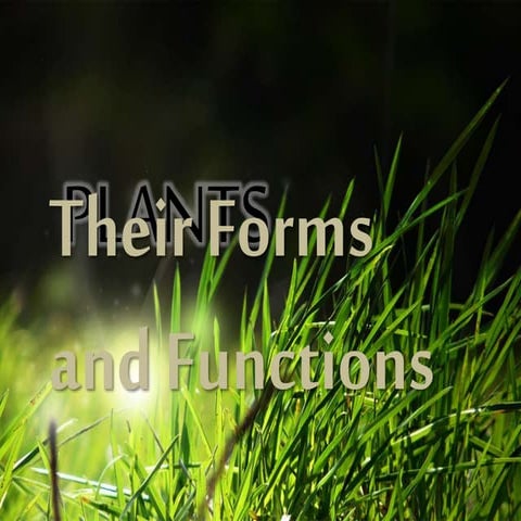 Bio   kingdom plantae