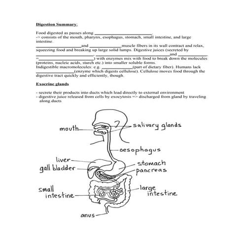 Further human physiology: digestion