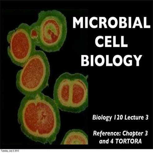 Streptococcus mutans & other streptococci | PDF