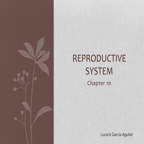 reproductive system chapter 10 | PPTX