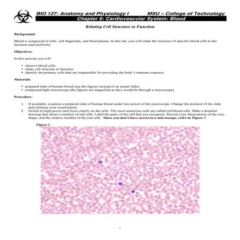 2. blood cells morphology | PPT