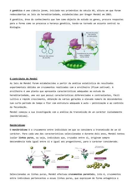 Resumo Genética | Biologia 12º Ano